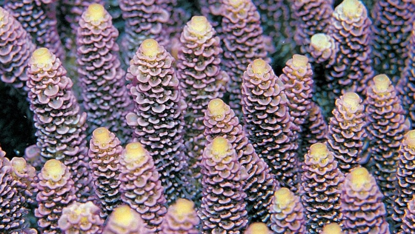EST analysis of the Cnidarian Acropora millepora reveals extensive gene loss and rapid sequence divergence in the model invertebrates