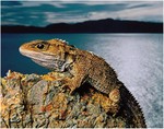 The tuatara genome reveals ancient features of amniote evolution