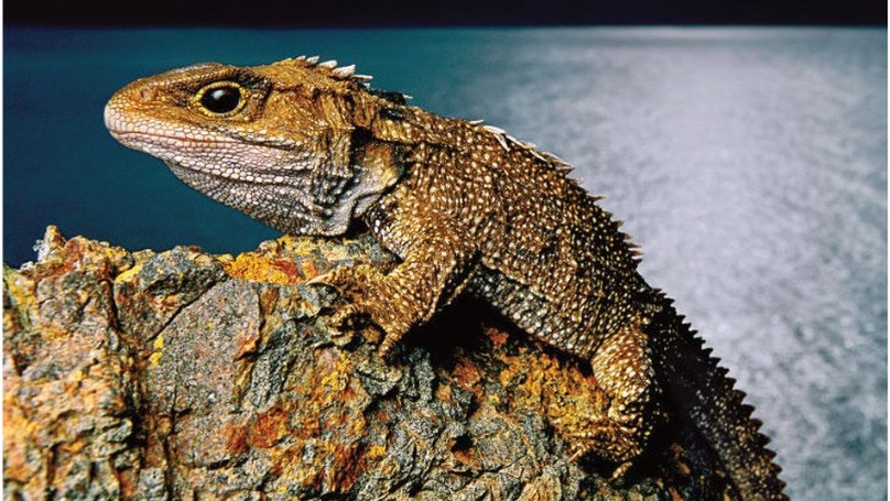 The tuatara genome reveals ancient features of amniote evolution